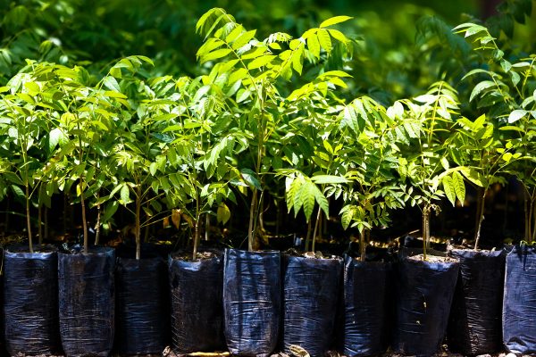 When you rent totes, we plant trees!